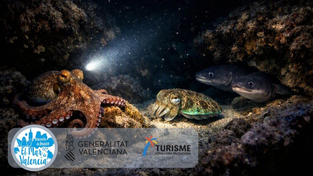 especies marinas nocturnas del Mediterráneo qué verás en una inmersión nocturna en Valencia